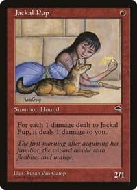 Jackal Pup from Tempest